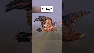 How Long Can Birds Fly Without Touching Ground