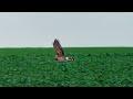 Полевой Лунь охотится / Hen harrier is hunting