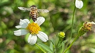 蜜蜂🐝採集花蜜(照片集)11102021