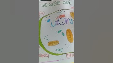 biological science chart model    science chart model