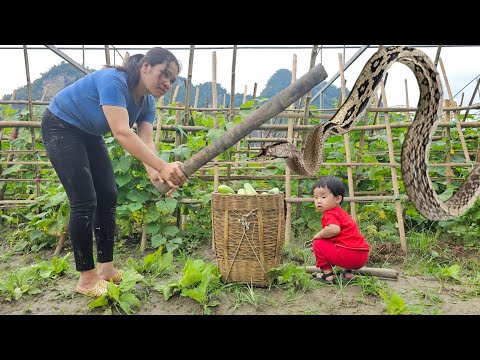 Harvesting cucumbers to sell Single mother chased by snakes - doing housework with the old man