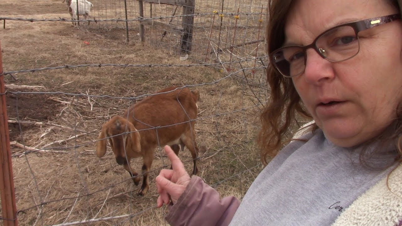 It's Been A Rough Winter On the Homestead! YouTube