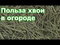 Польза и вред хвои на участке. Не выбрасываем Новогоднюю елку, а используем в огороде