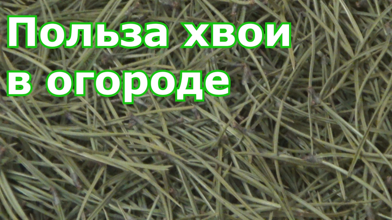 Польза и вред хвои на участке. Не выбрасываем Новогоднюю елку, а используем в огороде