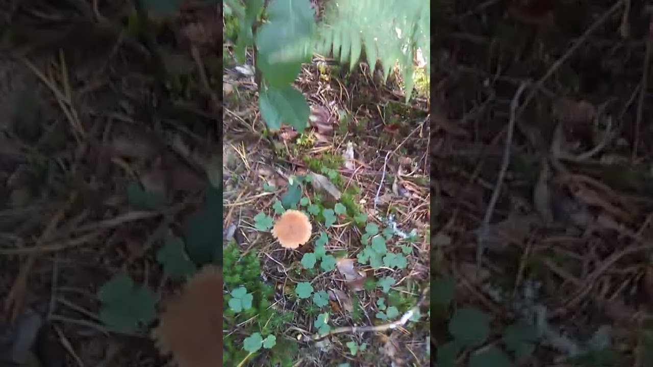 Explore the forest floor!