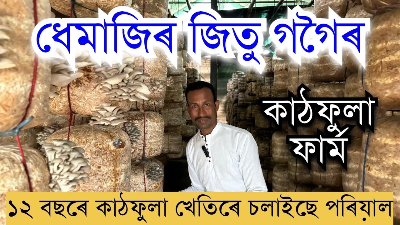 ধেমাজিৰ জিতু গগৈৰ কাঠফুলা খেতি।mushroom farming 