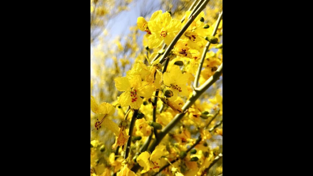 مزرعة ومحمية د. فوزان الفوزان ـ سنابات عامر المطوع