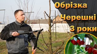 Обрізка черешні на трьох прикладах. Обрізка трирічного, чотирирічного, п'ятирічного дерев. 2024 рік.