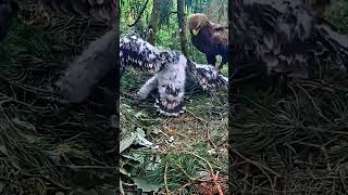 Download Lagu #462P- Review parent and baby birds life in their nest, bird nest with beautiful nature #birdslover MP3 Download Lagu #462P- Review parent and baby birds life in their nest, bird nest with beautiful nature #birdslover MP3