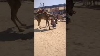 Camel Dance by Nayaz Kha Sudrasan #viral  #shortsvideo  #shorts