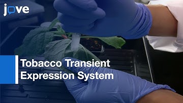 Imaging Spatial Reorganization Of MAPK Signaling Pathway l Protocol Preview