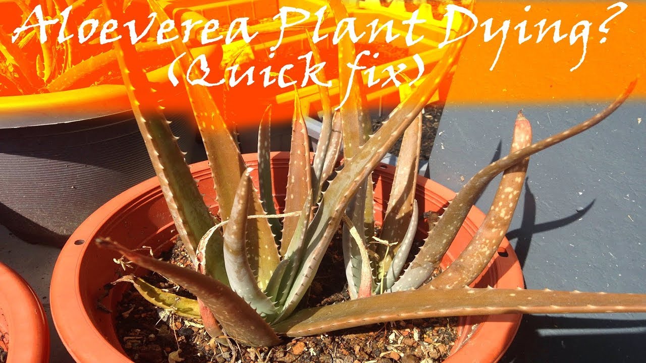 How To Revive A Dying Aloe Vera Youtube