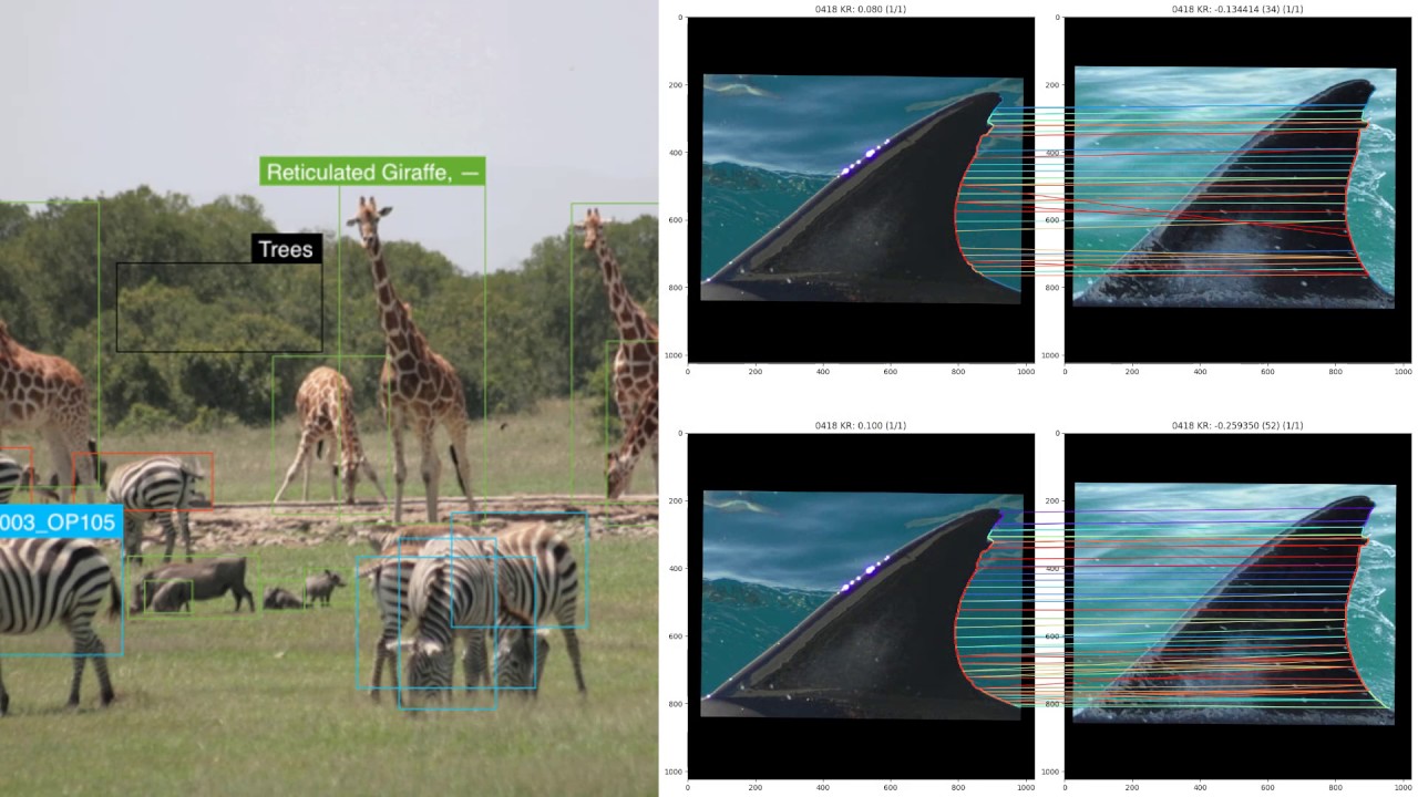 Wildbook: Our Vision in One Minute