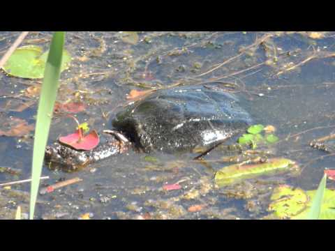 Giant Snapping Turtles Violently Mating