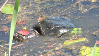 Giant Snapping Turtles Violently Mating