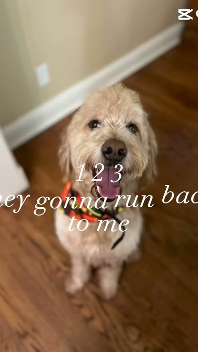 123 Gonna Run Back To Me Lyrics