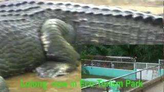 Lolong The World's Largest Crocodile in Captivity