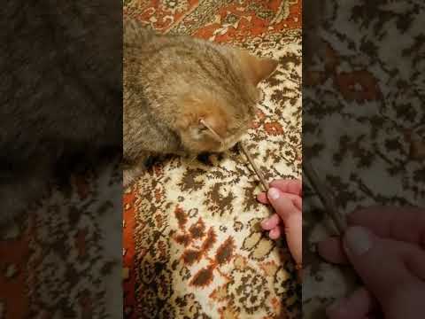 Кот и палочка / На чиле на расслабоне - YouTube
