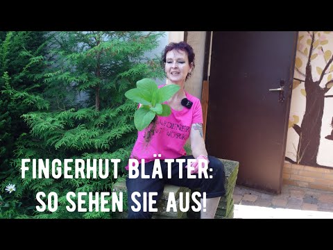 Video: Monstera (53 Fotos): Wie Sieht Eine Blume, Ihre Blüten Und Blätter Aus? Merkmale Der Pflege Und Transplantation Zu Hause? Ist Monstera Giftig Oder Nicht?