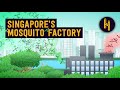 Why Singapore Purposefully Releases 5 Million Mosquitos a Week