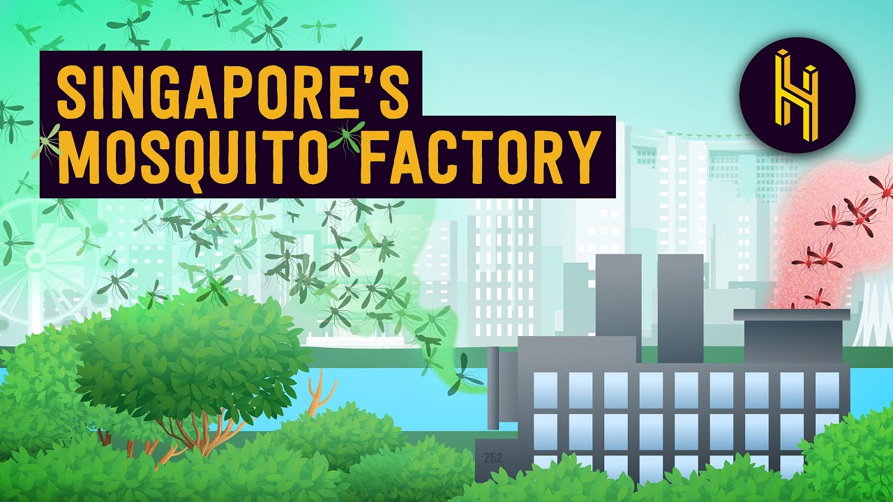 Why Singapore Purposefully Releases 5 Million Mosquitos a Week YouTube