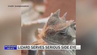 Hungry lizard gives his buddies some serious side-eye
