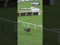 Well that was a little too easy… #cheltenhamfestival #equestrian #horsesport #horseracing