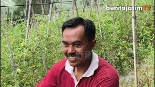 Petani Sayur di Plaosan Magetan Hadapi Tantangan Hama dan Penurunan Harga Jual