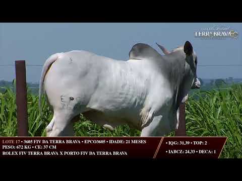 LOTE 17   EPCO 3605