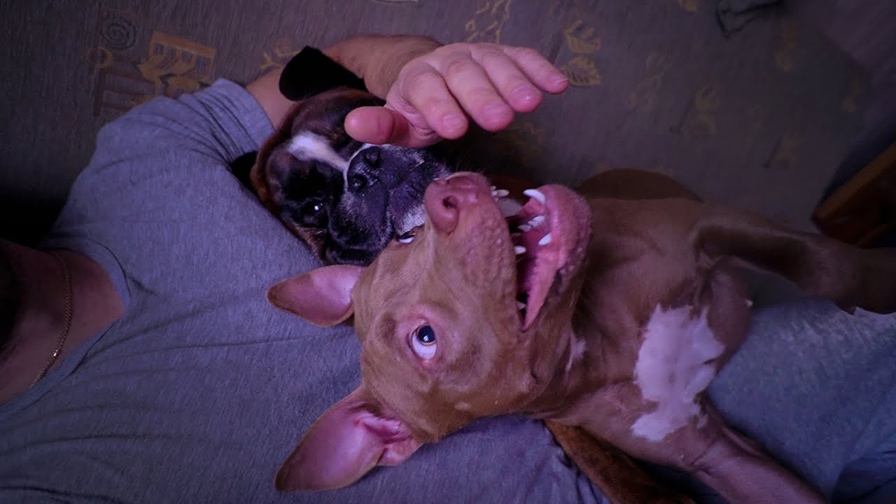 питбуль тайсон джина