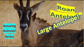 Roan Antelope Facts I One Of The Largest Antelopes