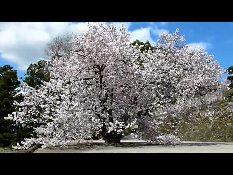 徳島で遊ぶ 重楽寺 釣り鐘桜