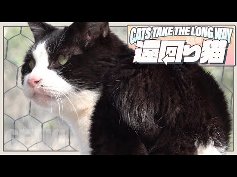 遠回り猫