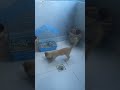 cute cat and Batair