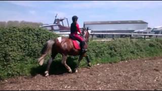 Murphy - jumping and flatwork