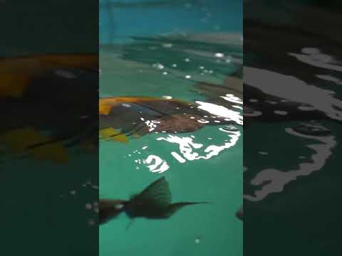 วีดีโอ: หยุด Aquarium Dumping: ทิ้งปลาของคุณอย่างมีมนุษยธรรม