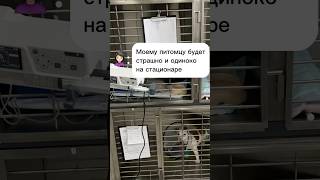 Будни стационара 🐶😸#панацея #ветклиника #кошки #собаки #стационар #юмор