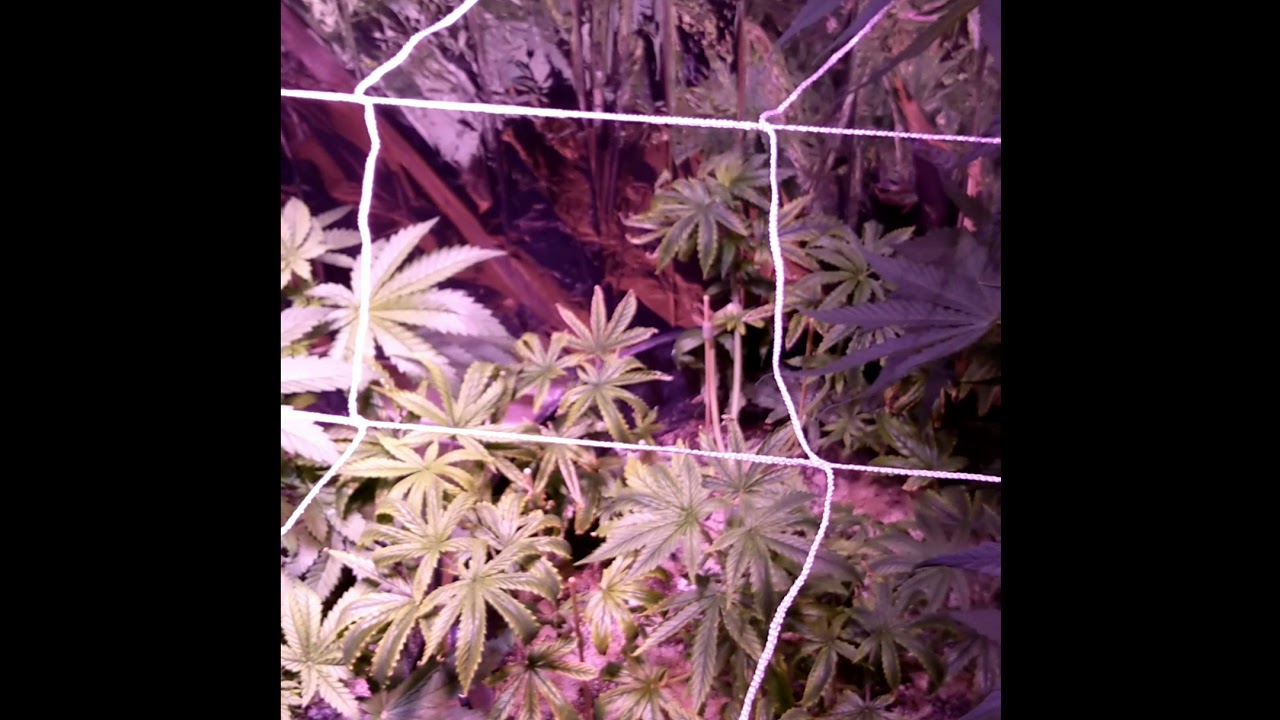Indoor cannabis grow series