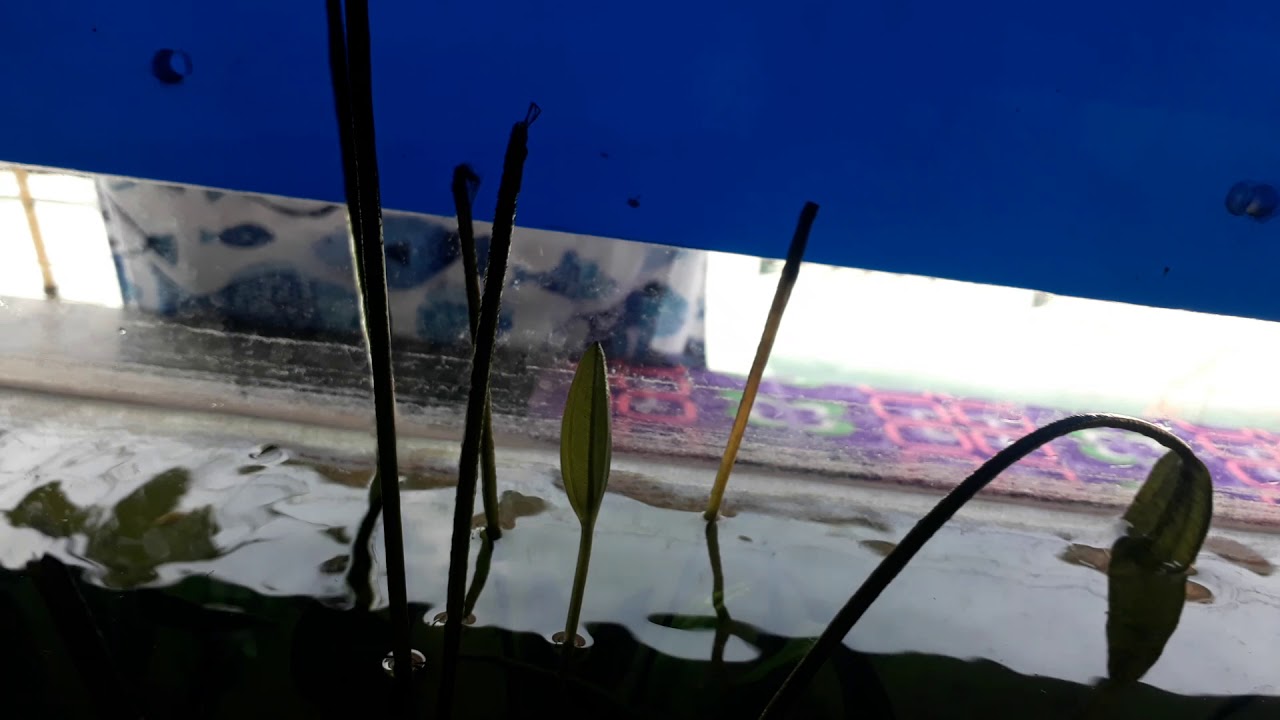 My fish bond - YouTube