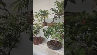 Bonsai show
