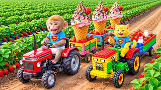 Monkey Farmer and Cat JCB Drives Tractor to Harvest Strawberries & Strawberry Ice Cream Big Trouble!