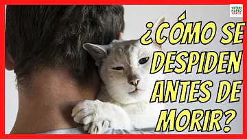 ¿Se ponen tristes los gatos cuando muere su gatito?