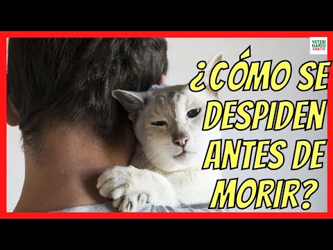 Video: Cuando su gato muere: consejos suaves para curar su corazón afligido