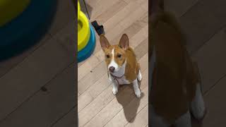 Baby basenji figuring out puzzles