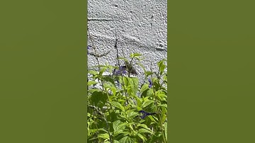 Hummingbird in a Maryland garden