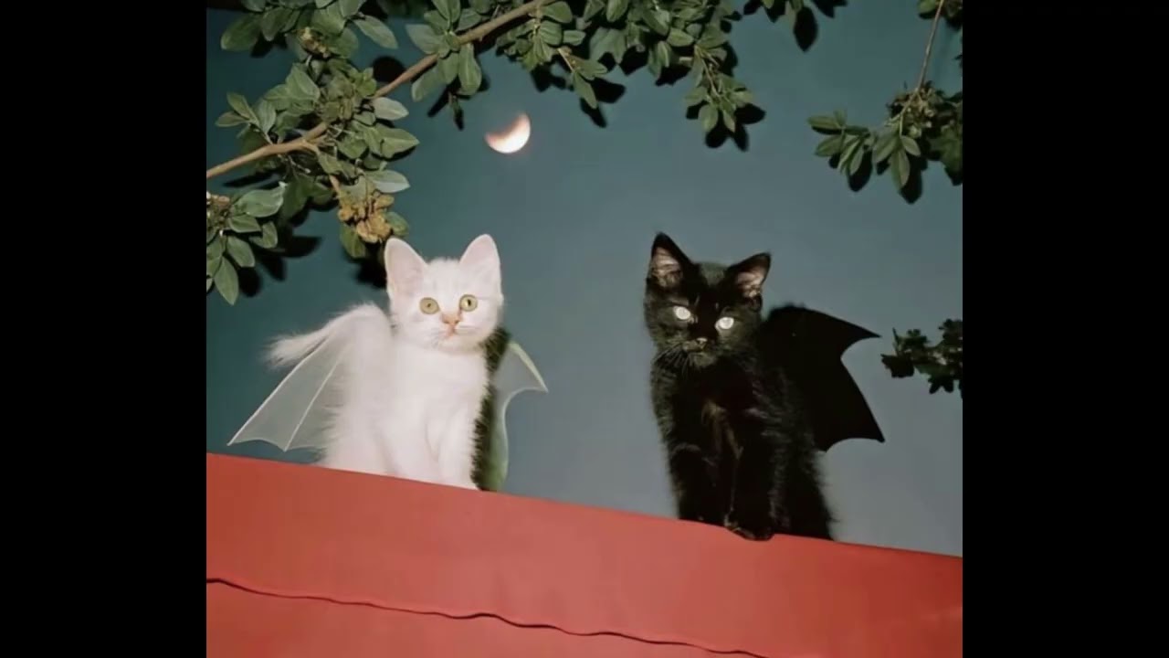 indie acoustic guitar no drums type beat