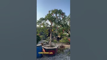 Cây Lựu Cổ Ấn Độ Đẹp Đẳng Cấp có 1-0-2#shorts