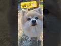 มินนี่น้อย #dog #pomeranian #หมา #ปอมเมอเรเนียน #youtubeshorts #justinboat #shortvideo #ตลก #funny