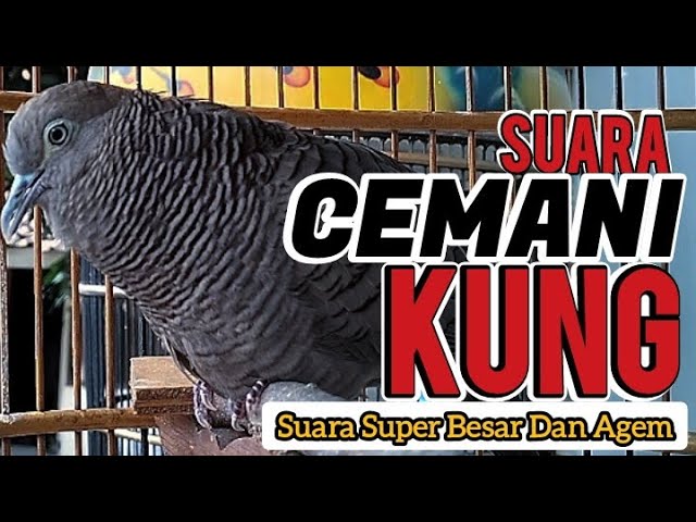 Suara Perkutut Cemani Super KUNG class=