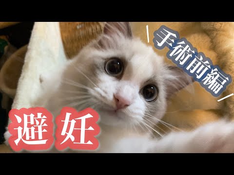 【前編】子猫のラグドール避妊手術前〜手術後の記録